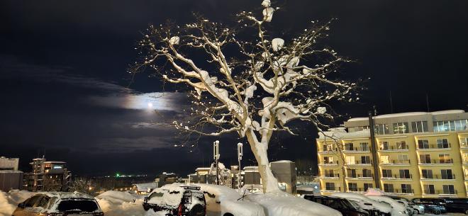 Tree and moon