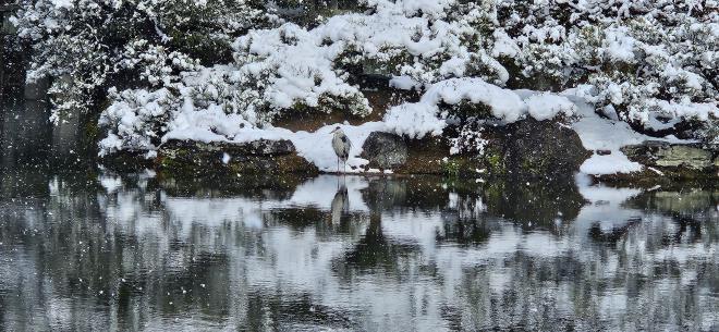 Heron in the pond