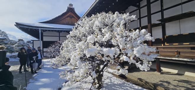 Plum Blossoms in Snow