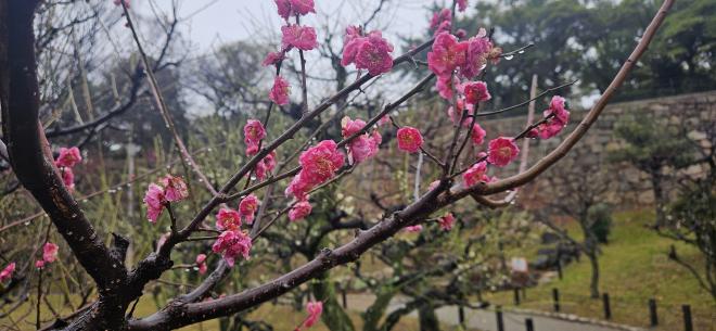 Plum Blossoms